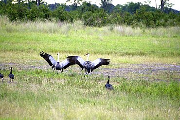 Wattle Cranes mating dance. Okavango Delta, Botswana