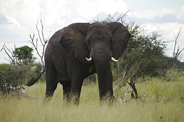 Elephant. Okavango Delta, Botswana