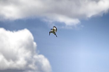 Pied Kingfisher. Okavango Delta, Botswana