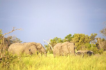 Elephant. Okavango Delta, Botswana