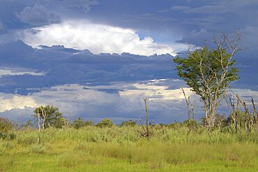 Thunderstorm. Okavango Delta, Botswana