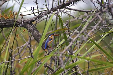 Malachite Kingfisher. Okavango Delta, Botswana