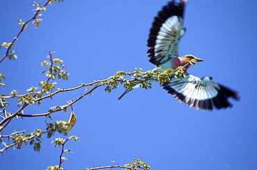 Lilac Breasted Roller taking flight. Okavango Delta, Botswana