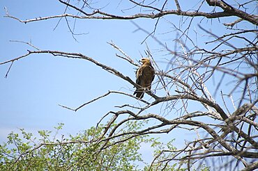 Tawny Eagle. Okavango Delta, Botswana