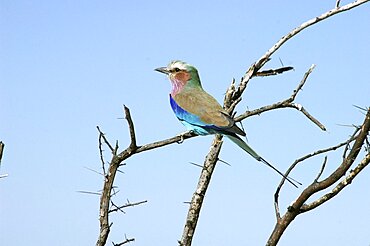 Lilac Breasted Roller. Etosha National Park, Namibia