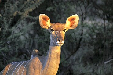 Kudu in evening light. Okonjima, Namibia