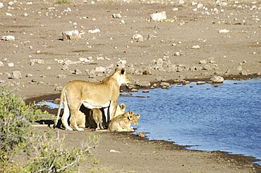 Lionness and cubs at waterhole. Etosha National Park, Namibia