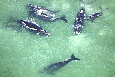 Aerial view of Southern right whales with calfs (Balaena glacialis australis) in shallow water. Cape Peninsular, South Africa   (rr)