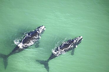 Aerial view of Southern right whales (Balaena glacialis australis) in shallow water. Cape Peninsular, South Africa   (rr)