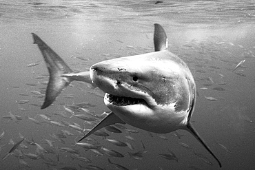 Great White Shark (Carcharodon carcharias). Isla Guadalupe, Mexico, Central America.   (RR)  