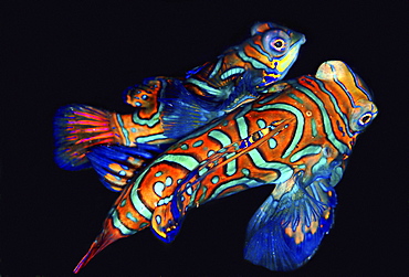 Mandarin Fish (Synchiropus splendidus).
Mabul & Sipadan, Borneo, Malaysia
