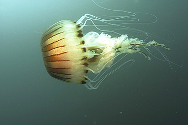 Compass Jellyfish (Chrysaora hysoscella)  
Scraggane, The Maharees, County Kerry, Ireland
   (RR)