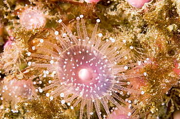 Jewel Anemone (Corynactis viridis). 
The Manacles, Cornwall, UK
