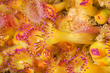 Jewel Anemone (Corynactis viridis). 
The Manacles, Cornwall, UK
