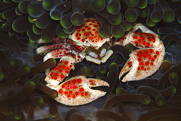 Crab in Anemone (Neopetrolisthes maculata).
Mabul, Sipadan, Borneo, Malaysia, Indo-Pacific.
