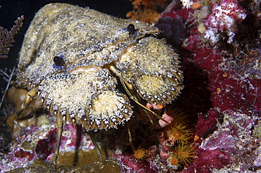 Slipper Lobster (Scyllarides haanii).
Indonesia
   (RR)