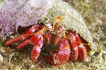 Hermit Crab (Dardanus calidus).
Sardinia, Italy
   (RR)