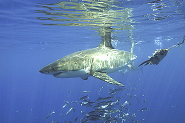 Great White Shark (Carcharodon carcharias) With shoal of fish. 
Isla Guadalupe, Mexico, Central America
Restricted resolution (Please contact us)   (RR)