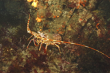 European Spiny Lobster (Palinurus elephas) 
Scraggane, The Maharees, County Kerry, Ireland
Restricted resolution (Please contact us)   (RR)