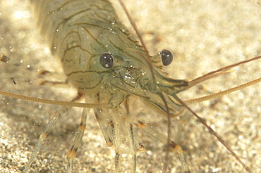 Common Prawn (Palaemon serratus) Babbacombe, Torquay, South Devon, UK
   (RR)