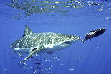 Great White Shark (Carcharodon carcharias) Chasing bait. 
Isla Guadalupe, Mexico, Central America
   (RR)