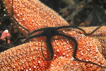 Brittlestar (Species unknown).
Oban, Scotland, UK
   (RR)