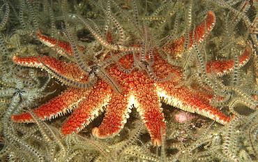 Common Brittlestar (Ophiothrix fragilis) and Common Starfish (Asterias rubens).
St Abbs Marine Reserve, Berwickshire, Scotland

Restricted resolution (Please contact us).   (RR)