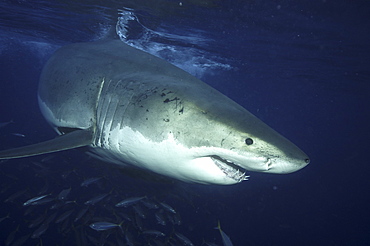 Great White Shark (Carcharodon carcharias) 
Isla Guadalupe, Mexico, Central America
   (RR)