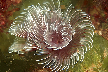 Feather Duster Worm (Species unknown) Babbacombe, Torquay, South Devon, UK
   (RR)