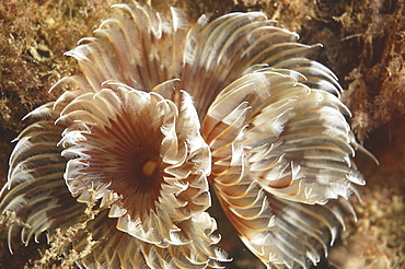 Feather Duster Worm (Species unknown) Babbacombe, Torquay, South Devon, UK
   (RR)