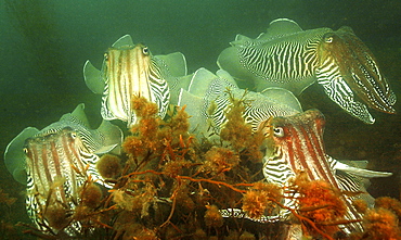 Common Cuttlefish (Sepia officinalis). Group swimming through seaweed.
Babbacombe, Torquay, South Devon, UK.
