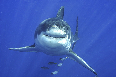 Great White Shark (Carcharodon carcharias) Isla Guadalupe, Mexico, Central America