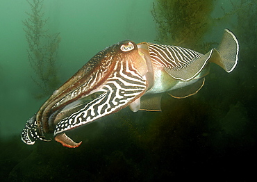 Cuttlefish (Sepia officinalis) Portrait. 
Babbacombe, Torquay, South Devon, UK
