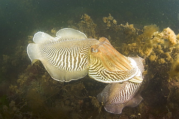 Cuttlefish (Sepia officinalis) Mating/Courtship. 
Babbacombe, Torquay, South Devon, UK
   (RR)