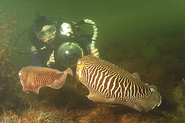 Cuttlefish (Sepia officinalis) Two in courtship, being photographed by diver. Babbacombe, Torquay, South Devon, UK
   (RR)