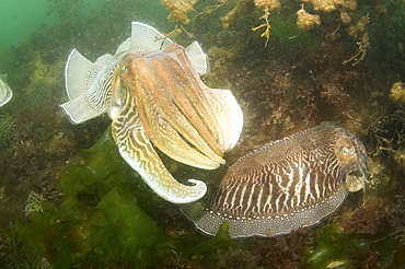 Cuttlefish (Sepia officinalis) Courtship. 
Babbacombe, Torquay, South Devon, UK
   (RR)