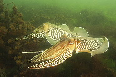 Cuttlefish (Sepia officinalis) Two feeding. 
Babbacombe, Torquay, South Devon, UK
   (RR)