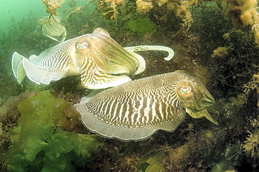 Cuttlefish (Sepia officinalis) Courtship. 
Babbacombe, Torquay, South Devon, UK
   (RR)