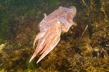 Cuttlefish (Sepia officinalis).
Babbacombe, Torquay, South Devon, UK
