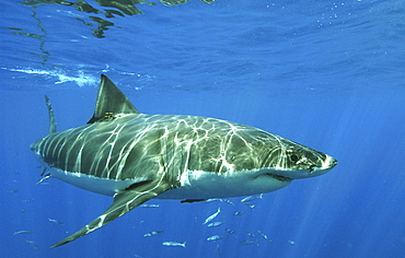 Great White Shark (Carcharodon carcharias). Isla Guadalupe, Mexico, Central America.   (RR)  