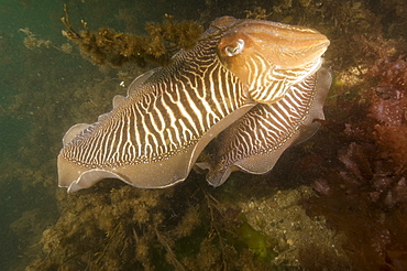 Cuttlefish (Sepia officinalis) Mating. 
Babbacombe, Torquay, South Devon, UK
