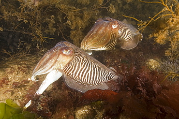 Cuttlefish (Sepia officinalis) Mating/Courtship. 
Babbacombe, Torquay, South Devon, UK
