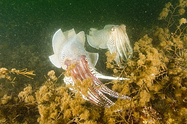 Cuttlefishes (Sepia officinalis).
Babbacombe, Torquay, South Devon, UK
