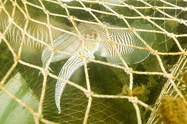 Cuttlefish (Sepia officinalis) Captured in fishing cage.
Babbacombe, Torquay, South Devon, UK
