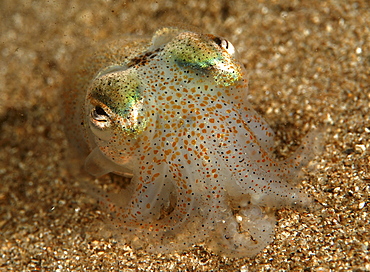 Cuttlefish (Sepia Officinalis) Location unknown