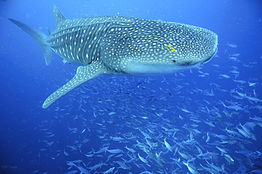 Whale Shark (Rhincodon typus).
Seychelles, Indian Ocean

Restricted resolution (please contact us)   (RR)