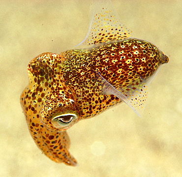 Cuttlefish (Sepia officinalis) changing colour. 
Scraggane, The Maharees, County Kerry, Ireland
