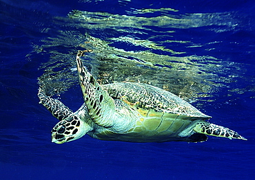 Hawksbill Turtle (Eretmochelys Imbricata).
Marsa Alarm, Egypt, Red Sea.
