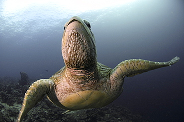 Green Turtle (Chelonia mydas) Close up, Barracuda Point, Sipadan Island, Borneo, Malaysia
   (RR)