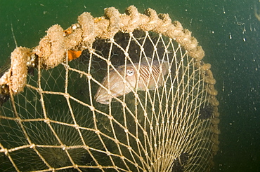 Cuttlefish (Sepia officinalis) Captured in fishing cage. Babbacombe, Torquay, South Devon, UK
